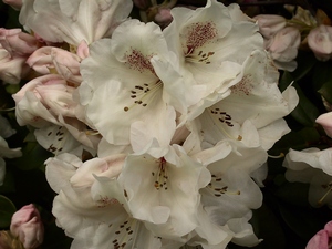 Rhododendron Williamsianum Gartendirektor Rieger